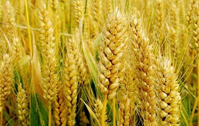 河南省噸源種業有限公司